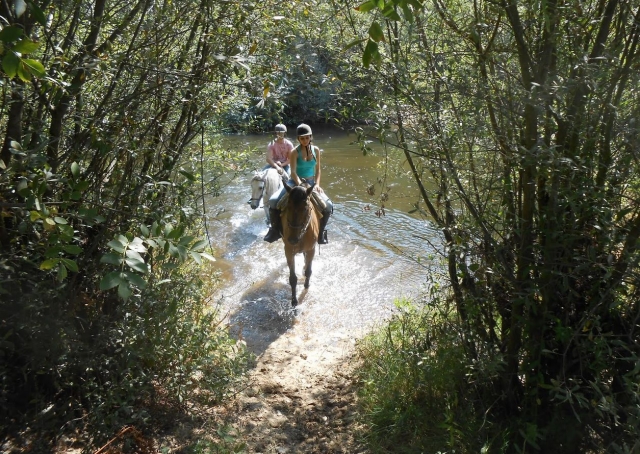 Saliendo del agua entre los arboles